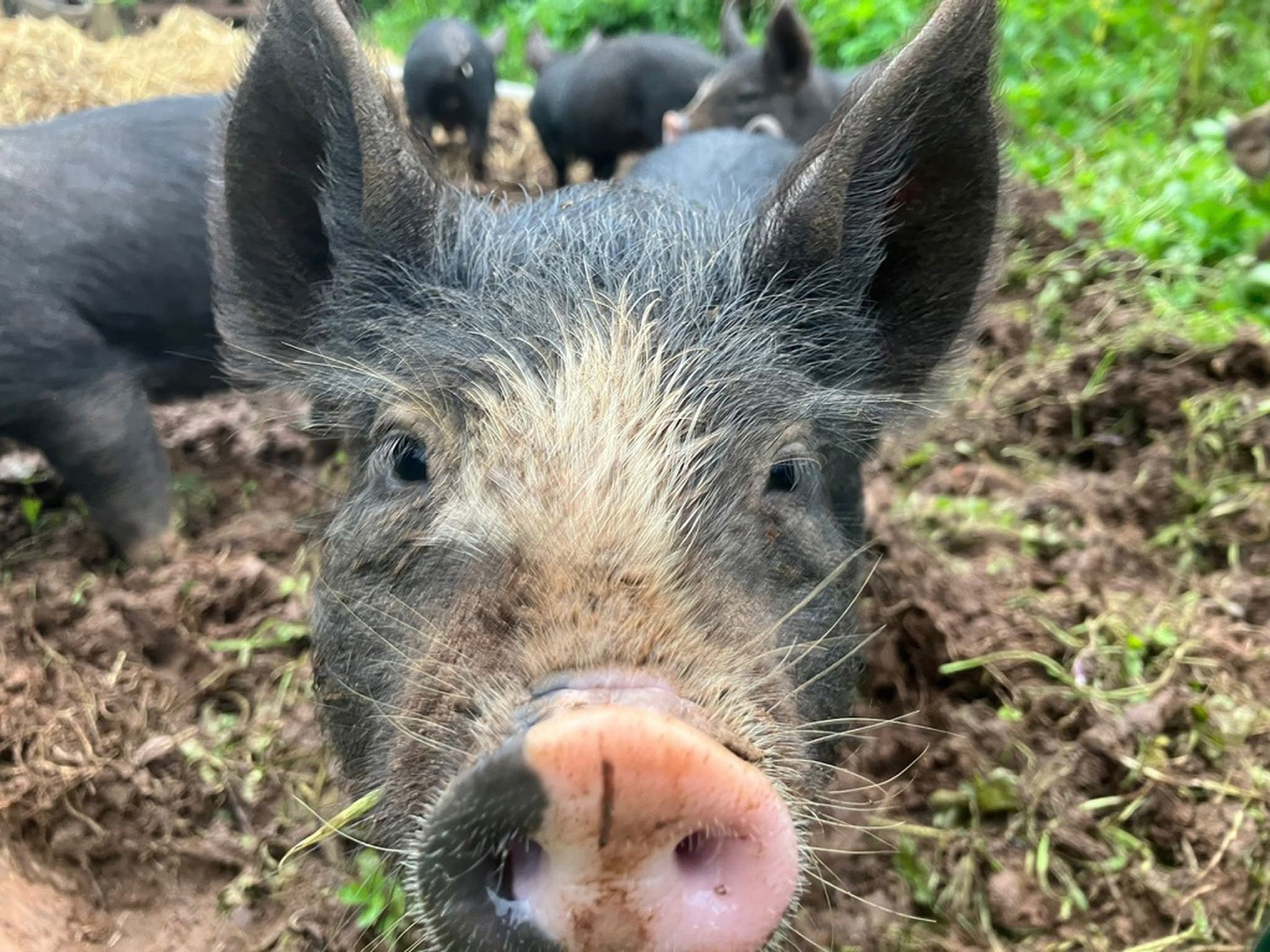 Farm Membership 1000